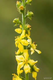 Attēlu rezultāti vaicājumam “Agrimonia eupatoria leaf”