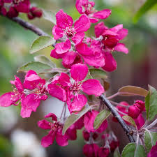 Attēlu rezultāti vaicājumam “Malus purpurea flower”