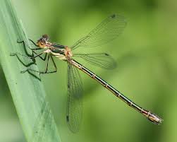 Attēlu rezultāti vaicājumam “Lestes dryas female”