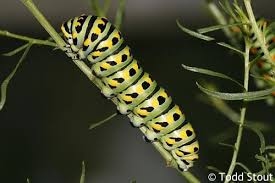 Attēlu rezultāti vaicājumam “Papilio machaon upperside”