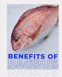Image result for Pagrus