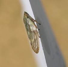 Attēlu rezultāti vaicājumam “Aphrophora salicina”