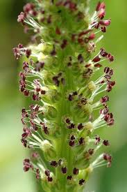 Attēlu rezultāti vaicājumam “Plantago major flower”