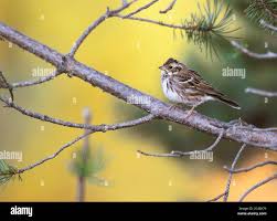 Image result for Emberiza rustica