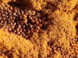 Attēlu rezultāti vaicājumam “Trichia varia spores”