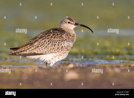 Attēlu rezultāti vaicājumam “Numenius phaeopus adult”
