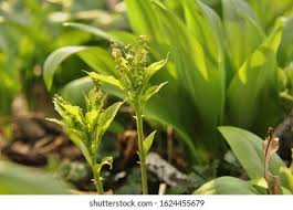 Attēlu rezultāti vaicājumam “Mercurialis perennis flower”