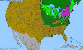 Attēlu rezultāti vaicājumam “Galium schultesii”