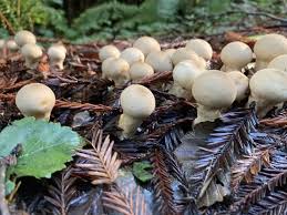 Attēlu rezultāti vaicājumam “Campylopus pyriformis sporophyte”