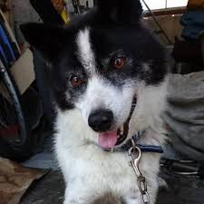 「ヤッター・ラ・ケルナグール司令官」の画像検索結果