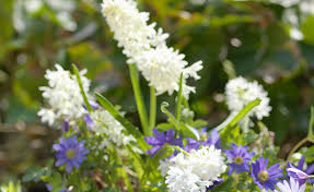 Attēlu rezultāti vaicājumam “Libanotis montana flower”