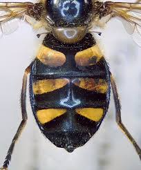 Attēlu rezultāti vaicājumam “Didea alneti”