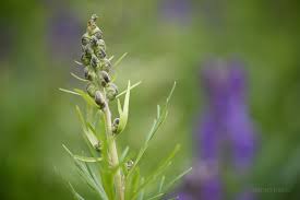 Attēlu rezultāti vaicājumam “Aconitum napellus bud”