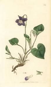 Attēlu rezultāti vaicājumam “Viola canina flower”