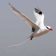 Image result for Phaethon aethereus