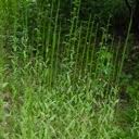 Attēlu rezultāti vaicājumam “Arabis glabra”