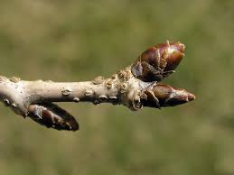 Attēlu rezultāti vaicājumam “Cerasus bud”