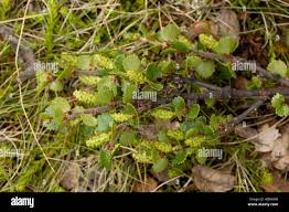 Attēlu rezultāti vaicājumam “Betula nana male flower”