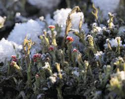 Attēlu rezultāti vaicājumam “Cladonia floerkeana”