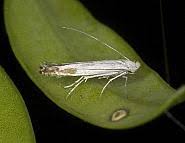 Attēlu rezultāti vaicājumam “Lyonetiidae”