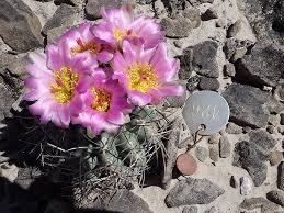 Attēlu rezultāti vaicājumam “Schoenoplectus lacustris subsp. glaucus flower”