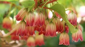 Attēlu rezultāti vaicājumam “Enkianthus chinensis flower”