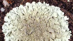 Attēlu rezultāti vaicājumam “Peltigera polydactylon”