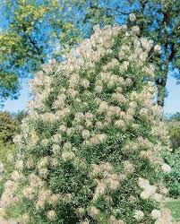 Attēlu rezultāti vaicājumam “Syringa reticulata subsp. amurensis”
