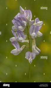 Attēlu rezultāti vaicājumam “Vicia sylvatica flower”