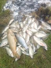 Image result for Weymouth Angling Society