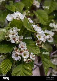 Attēlu rezultāti vaicājumam “Crataegus submollis flower”
