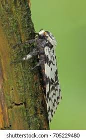 Attēlu rezultāti vaicājumam “Lymantria monacha imago”