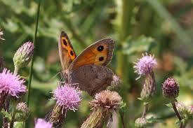 Attēlu rezultāti vaicājumam “Hyponephele lycaon male”