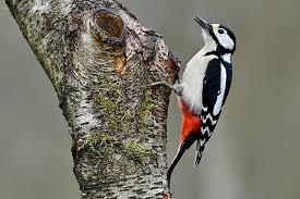 Attēlu rezultāti vaicājumam “Dendrocopos major juvenile”