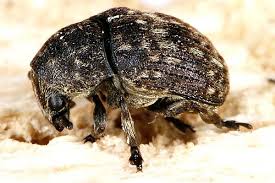 Attēlu rezultāti vaicājumam “Anthribus nebulosus”