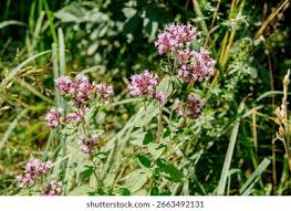 Attēlu rezultāti vaicājumam “Origanum vulgare flower”