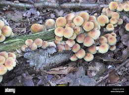 Attēlu rezultāti vaicājumam “Hypholoma sp.”
