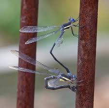 Attēlu rezultāti vaicājumam “Lestidae”