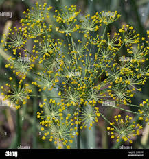 Attēlu rezultāti vaicājumam “Anethum graveolens flower”