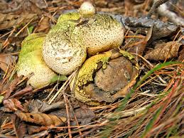 Attēlu rezultāti vaicājumam “Octospora splachnophila”