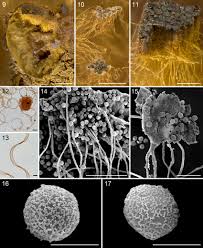 Attēlu rezultāti vaicājumam “Didymium verrucisporum stalked”