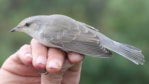 Attēlu rezultāti vaicājumam “Sylvia nisoria adult”