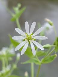 Attēlu rezultāti vaicājumam “Stellaria nemorum flower”