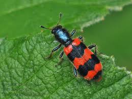 Attēlu rezultāti vaicājumam “Trichodes apiarius”