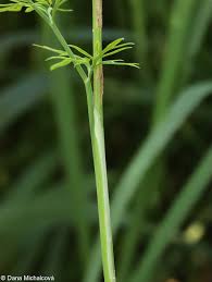 Attēlu rezultāti vaicājumam “Cnidium dubium”