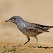 Attēlu rezultāti vaicājumam “Sylvia nisoria”