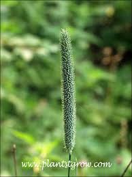 Attēlu rezultāti vaicājumam “Phleum pratense”