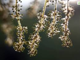 Attēlu rezultāti vaicājumam “Quercus robur female flower”