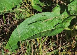 Attēlu rezultāti vaicājumam “Rumex aquaticus leaf”