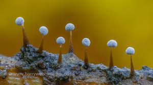 Attēlu rezultāti vaicājumam “Didymium bahiense macro”